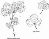 Tundra Coloring Pages Arctic Rubus Flora Drawing Plants Animals Arcticus Getcolorings Berry Color Getdrawings sketch template
