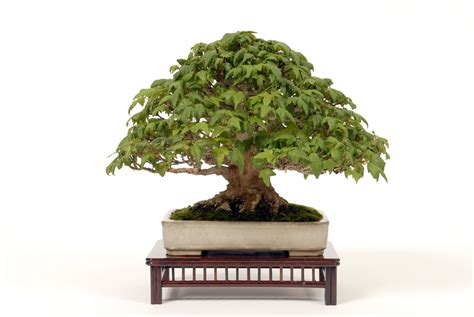 memory lane  size matter john hanby bonsai