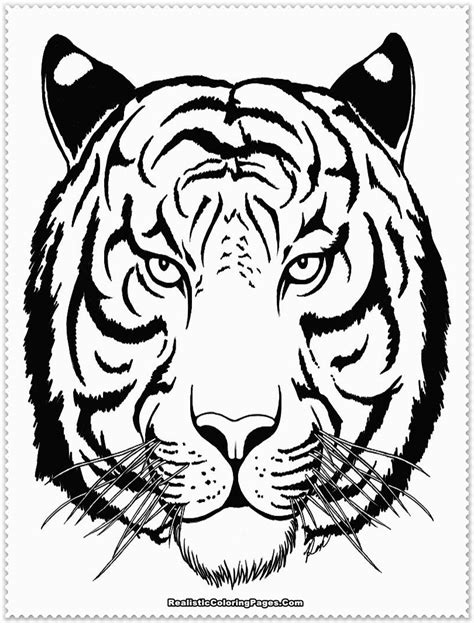 realistic tiger coloring pages realistic coloring pages