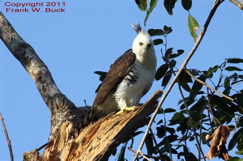 belize field notes young ornate hawk eagle