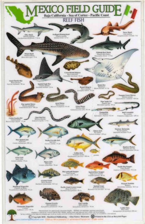 fish identification guides reef fish identificationguidesslates  charts fish chart fish