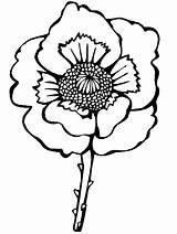 Coloring Pages Remembrance Poppy Colouring Flower Anzac Poland Flowers Printable Red Veterans Blossom Corn Kids National Important Message Plants Coloringonly sketch template