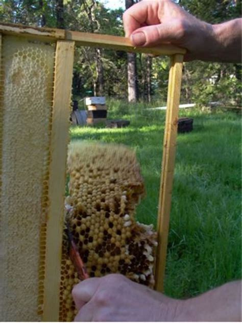 ipm  fighting varroa biotechnical tactics part  scientific beekeeping