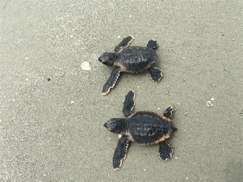 loggerhead turtles headed  record breaking season