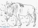 Coloring Wildebeest Gnu Pages Blue Printable Drawing Colouring Color Realistic Horse Supercoloring Crafts Getdrawings Cartoon Designlooter Animals Drawings Dot Template sketch template