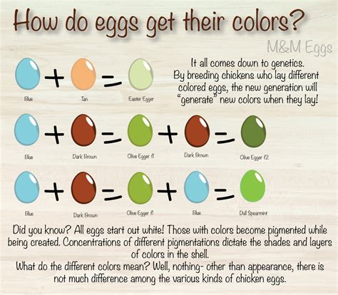Eggs Of All Colors Mandm Eggs