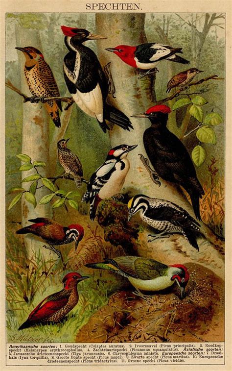 art  illustration vintage bird illustration illustrations nature