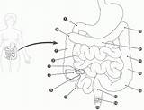 Digestive Anatomie Ausmalbilder Biologie sketch template
