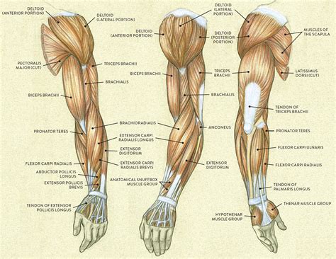 muscles   arm  hand classic human anatomy  motion