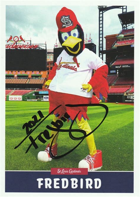 st louis cardinals mascot fred bird signed  color postcard ebay