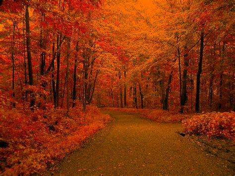 autumn leaves backgrounds  codes  twitter friendster xanga