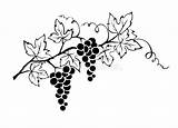 Grapevine Weinstock Grapes Vines Wijnstok Vinranka sketch template