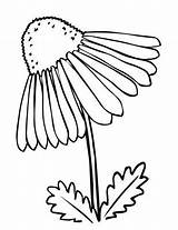 Echinacea Coloring Flower Drawing Coneflower 400px 05kb Search sketch template