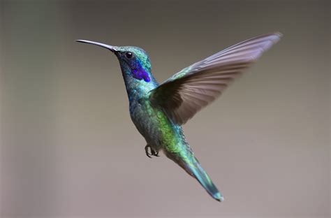 kolibri purpurkehlnymphe foto bild tiere wildlife wild lebende voegel bilder auf