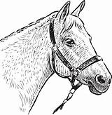 Horse Bridle Clipart Cavalo Head Desenho Cliparts Library Cabeca sketch template