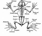Frog Anatomy Skeletal Animal Bones Diagram Skeleton Tree System Bone Structure Frogs Vertebrate Eyed Red Animalcorner Skelet Workshop Skeletons School sketch template