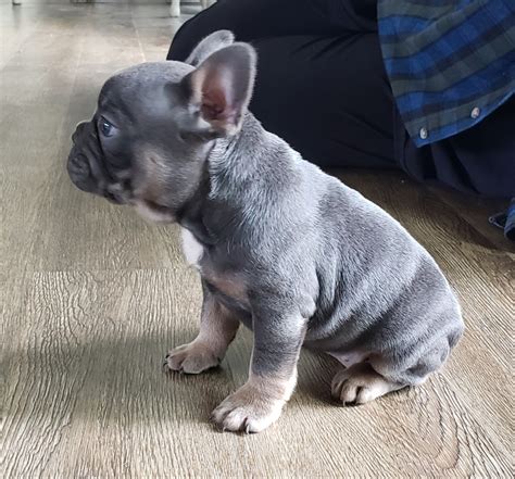 blue french bulldog  sale michigan picture bleumoonproductions
