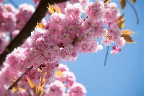 무료 이미지 나무 분기 식물 과일 꽃잎 식품 봄 생기게 하다 담홍색 플로라 꽃들 관목 매크로 사진