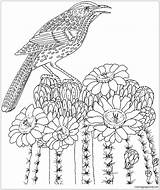 Cactus Wren Saguaro Arizona Bird State Flower Blossom Coloring Online Pages Color sketch template