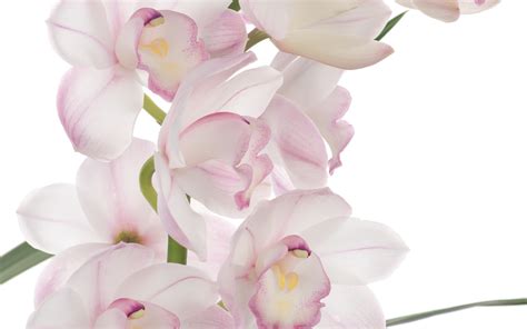 Pink Orchid Wallpapers And Images Wallpapers Pictures