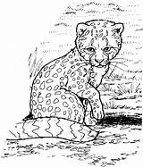 Cheetah Coloring Pages Cub Animals Wildlife sketch template