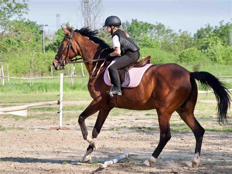 horse riding  improve  childs intelligence study reveals