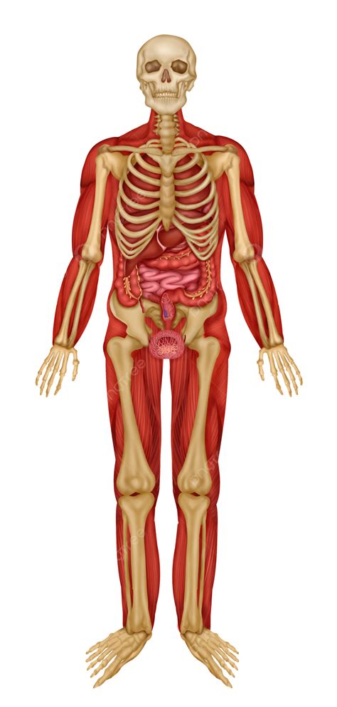 foto jaringan medis tubuh manusia  organ struktur jaringan otot manusia tubuh manusia
