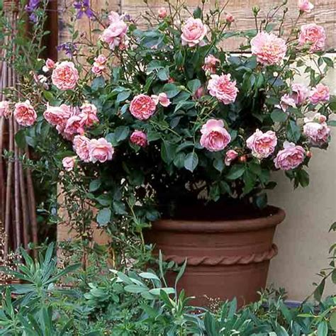 plant  care  rose bushes dengarden
