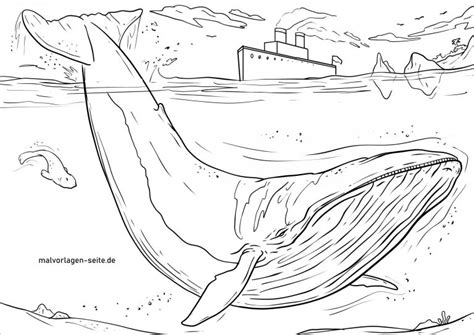 blue whale coloring page coloringbay