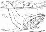 Blauwal Whale Malvorlage Wale Wasser Coloringbay Ausmalbild Malvorlagen Ausmalen Dolphins Kostenlose sketch template
