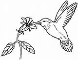 Flowers Hummingbird Hummingbirds Coloring Pages Drawings Print Simple Drawing Flower Printable Template Templates Book Clip Sketch Animal Adults Popular sketch template