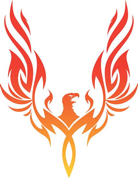 phoenix bird illustrations royalty  vector graphics clip art