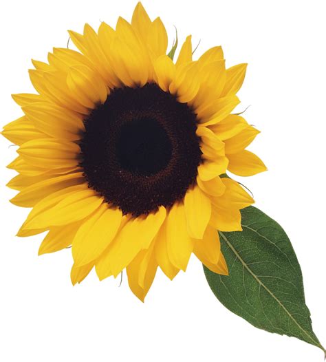 sunflower png image purepng  transparent cc png image library