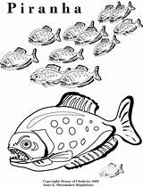 Coloring Piranha Pages Color Choose Board Library Clipart Adult Popular Printable Fish sketch template