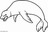 Seal Coloringall sketch template