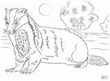 Badger Coloring Pages Honey Printable Badgers American Unparalleled 2093 Animals Color Categories Woodland sketch template