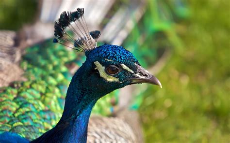 peacock  biggest animals kingdom