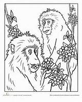 Macaque Designlooter sketch template