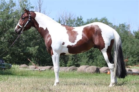 tobiano pintopaint  pinterest paint horses dutch warmblood