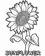 Sunflower Coloring Pages Flower Printable Flowers Kids Print Colouring Drawing Sheets Beautiful Printables Summer Book Fun Pdf Floral Topcoloringpages Big sketch template