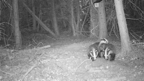 Badger Baiting Trio Jailed For Medieval Barbarity Bbc News