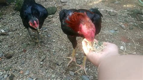 Da Ultimate Tutorial Kasih Makan Ayam Part2 Dailyvlog3 Youtube