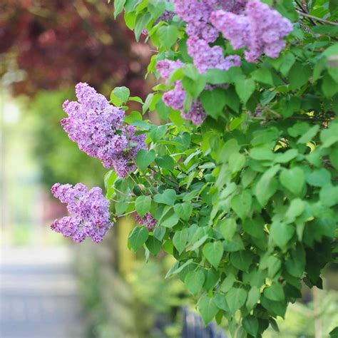 lilac bush plant care growing guide