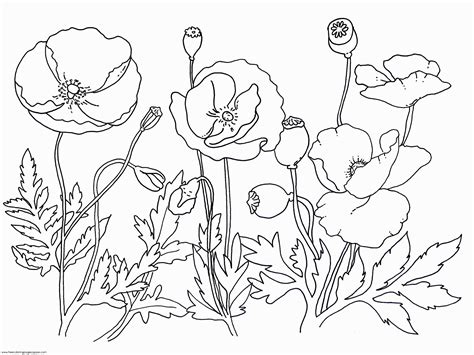 coloring pages poppy flower coloring home