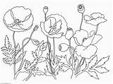 Poppy Coloring Flower Pages Printable Drawing Poppies Remembrance Kids Clipart Getdrawings Mandala Trolls Comments Library Coloringhome sketch template