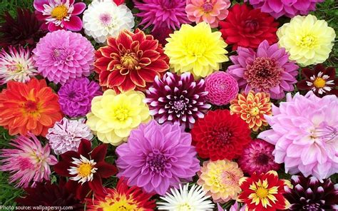 interesting facts  dahlias  fun facts