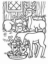Reindeer Colouring Santa sketch template