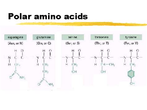 polar amino acids
