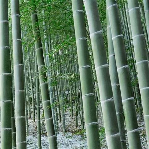 grow bamboo  homes  gardens