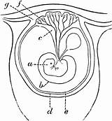 Placenta Early Formation Etc Clipart Large Usf Edu Small Medium sketch template